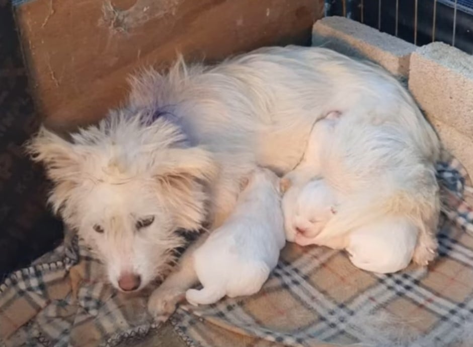mom dog and puppies