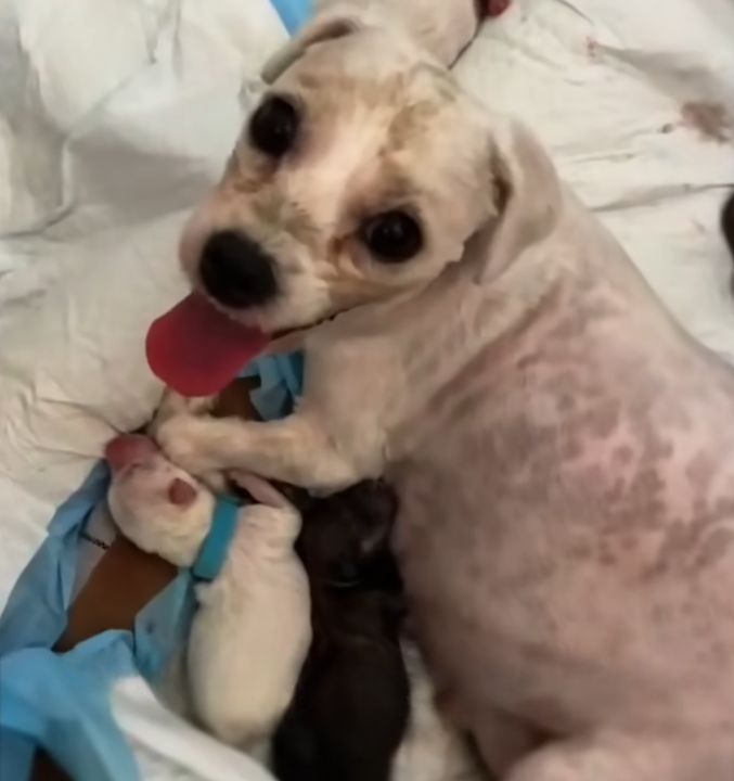 mom dog and two puppies