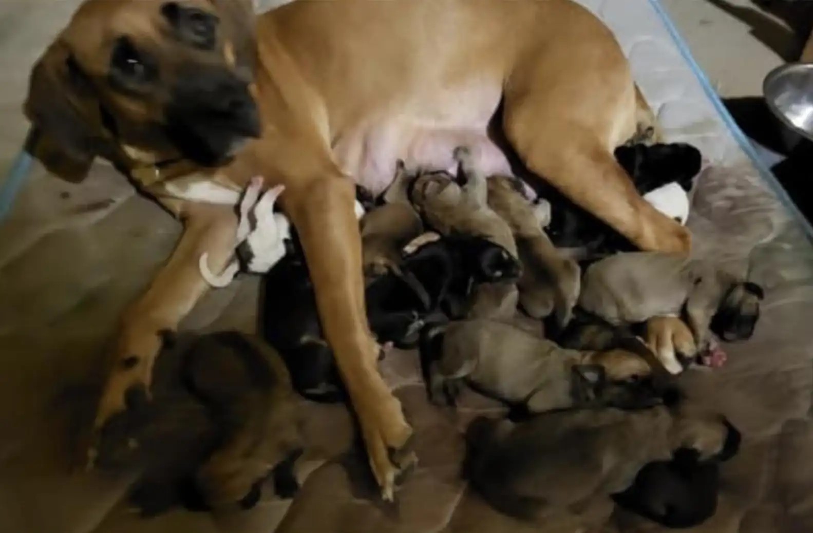 mom dog nursing puppies