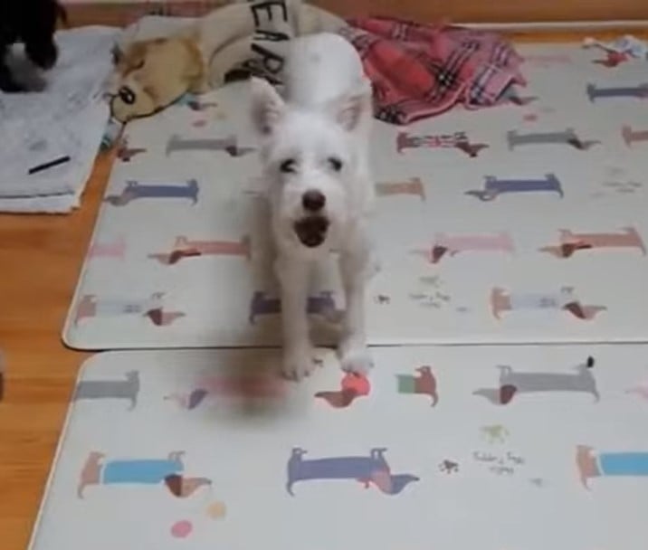 mom dog standing on a mat