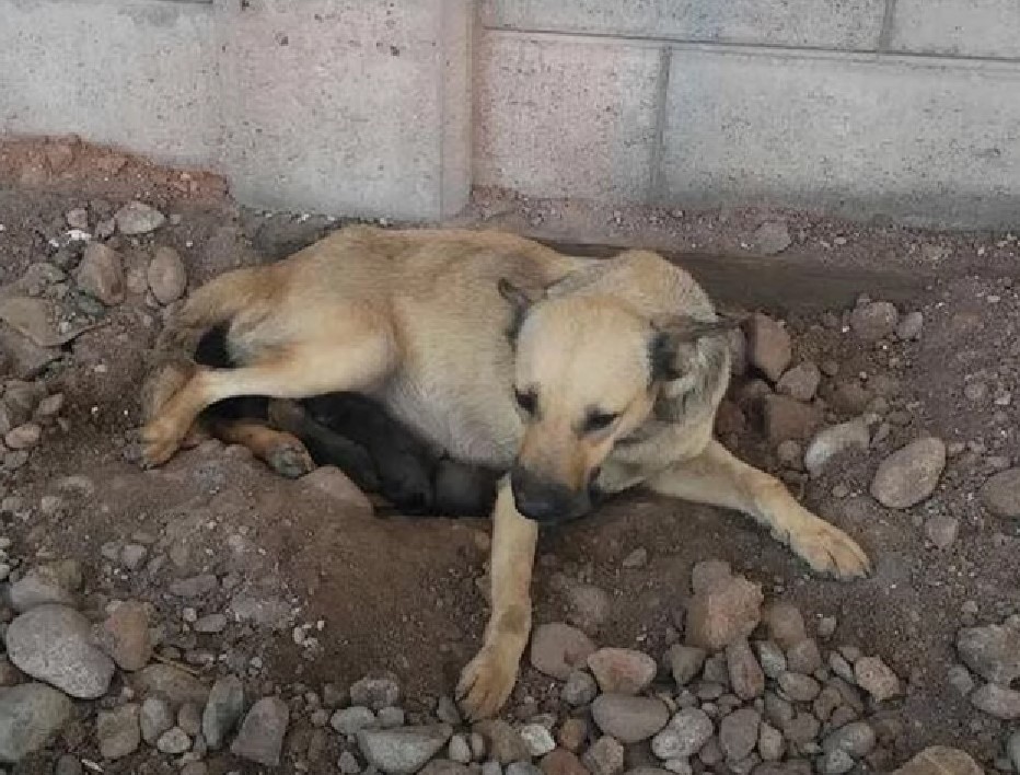 mother dog protecting the puppies