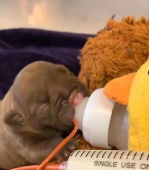 newborn puppy bottle fed