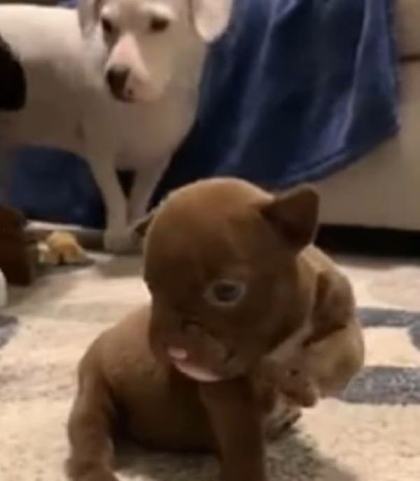brown newborn puppy
