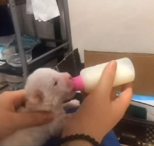 owner feeding a puppy