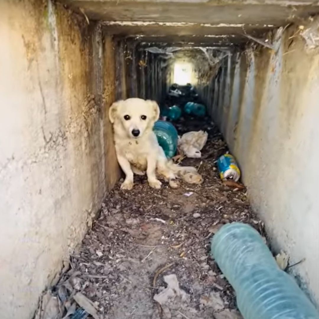 paralyzed dog hiding in a ditch