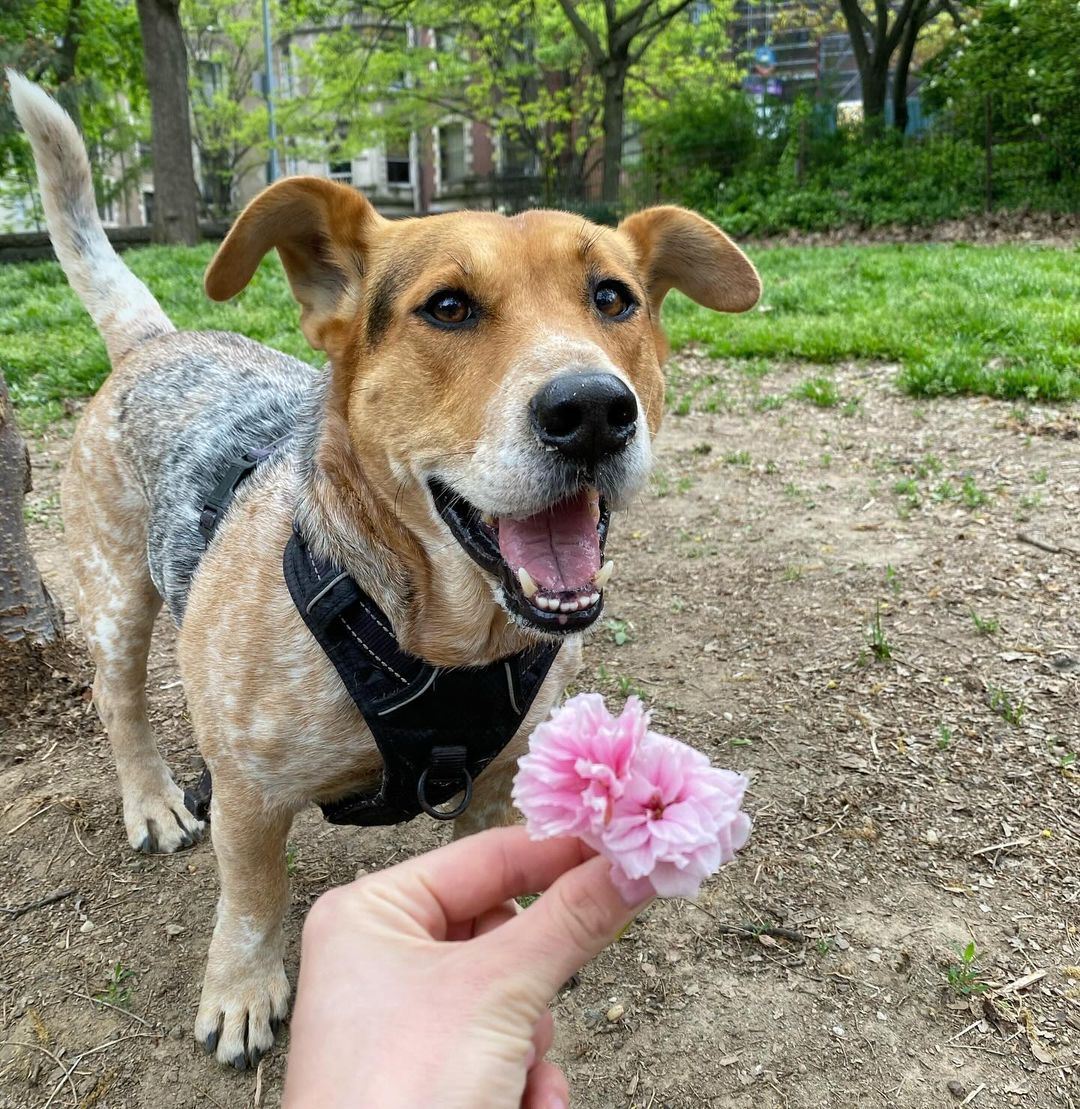 photo of dog and a flower