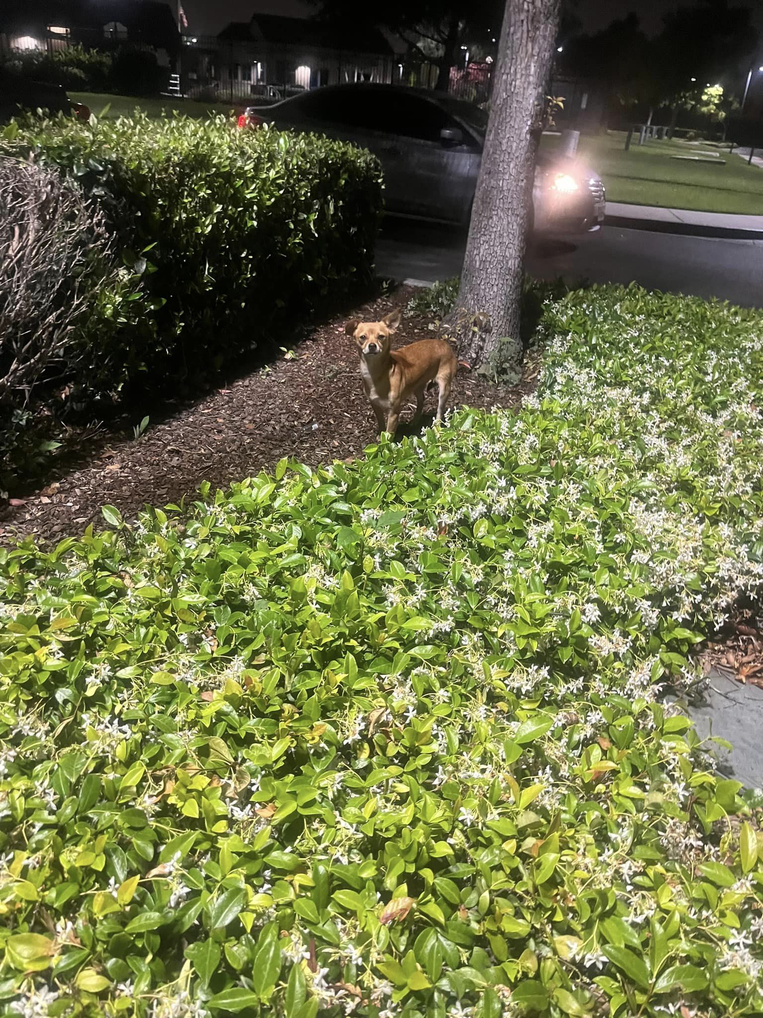 photo of dog at the park