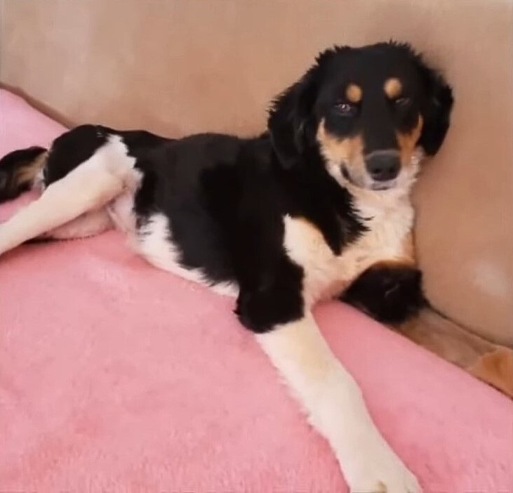 photo of rescued dog lying