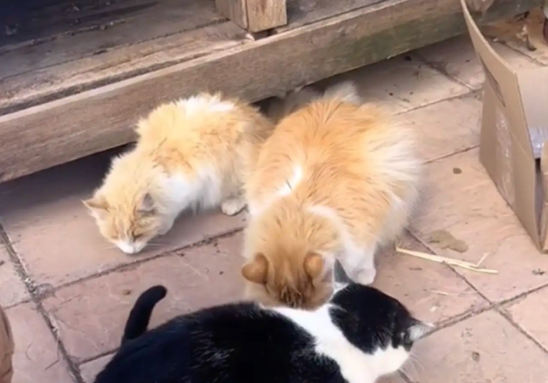 photo of three cats