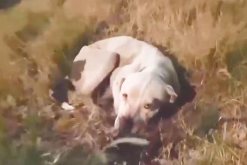 pitbull lying in grass