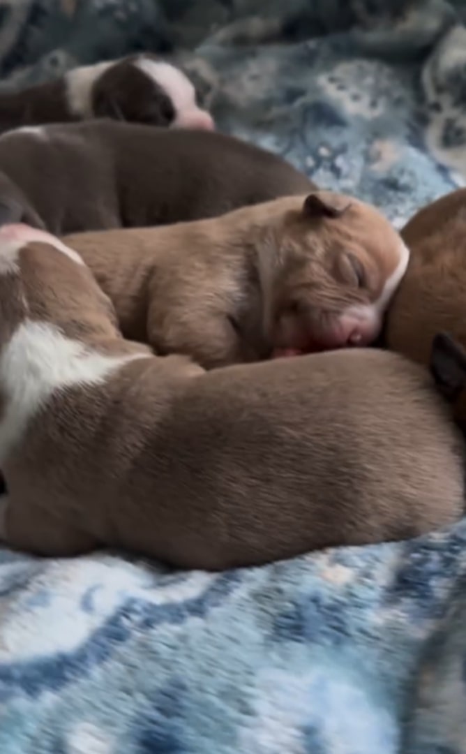 Pitbull puppies