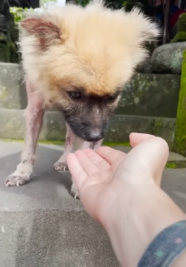 pomeranian sniffing a hand