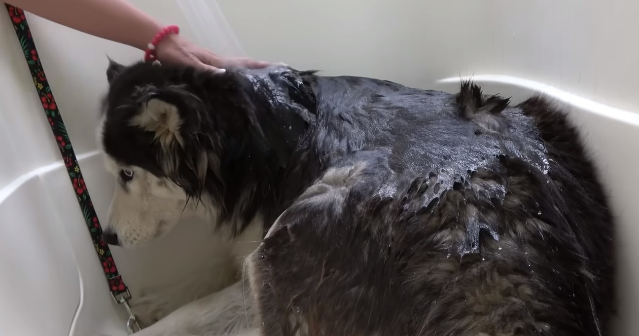 pregnant husky getting a bath