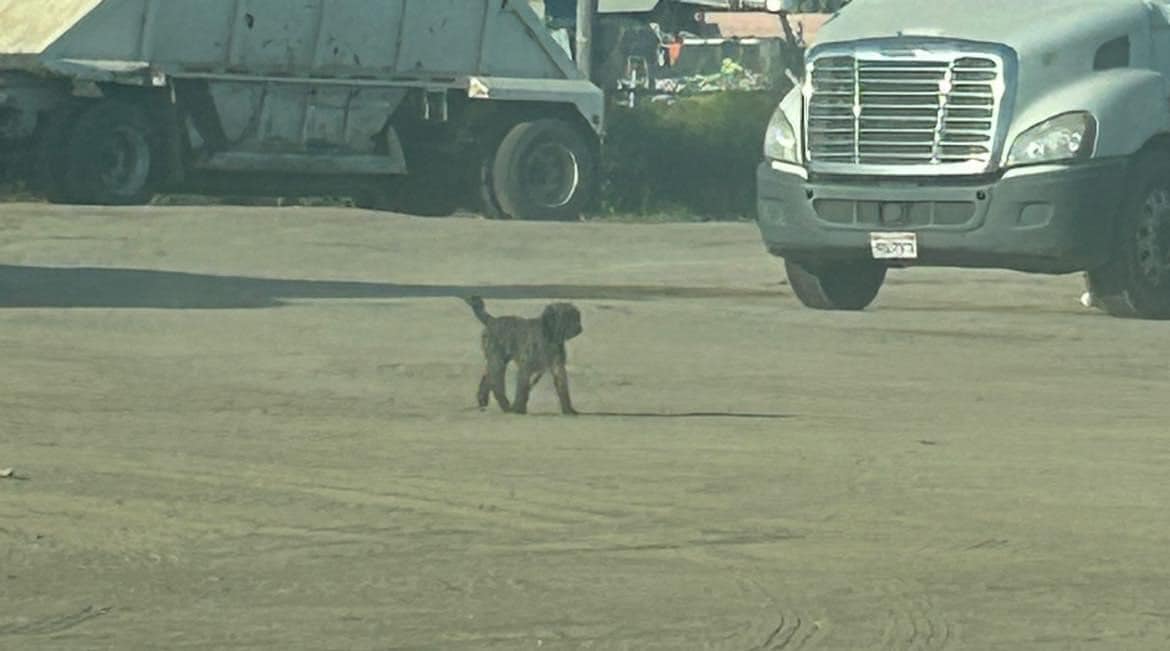 pup alone in truck yard