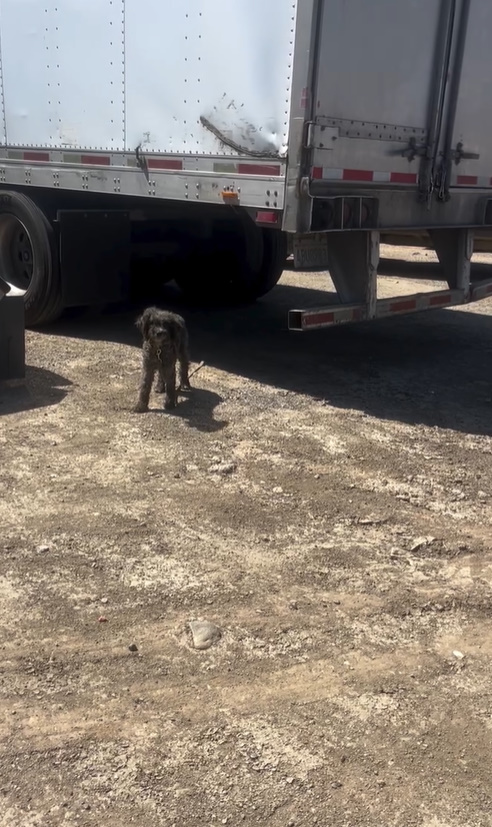 pup standing next to a truck