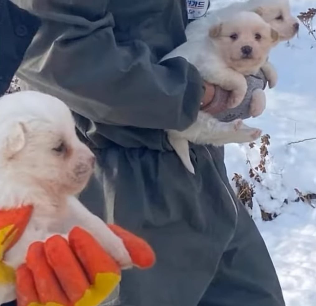 puppies being carried