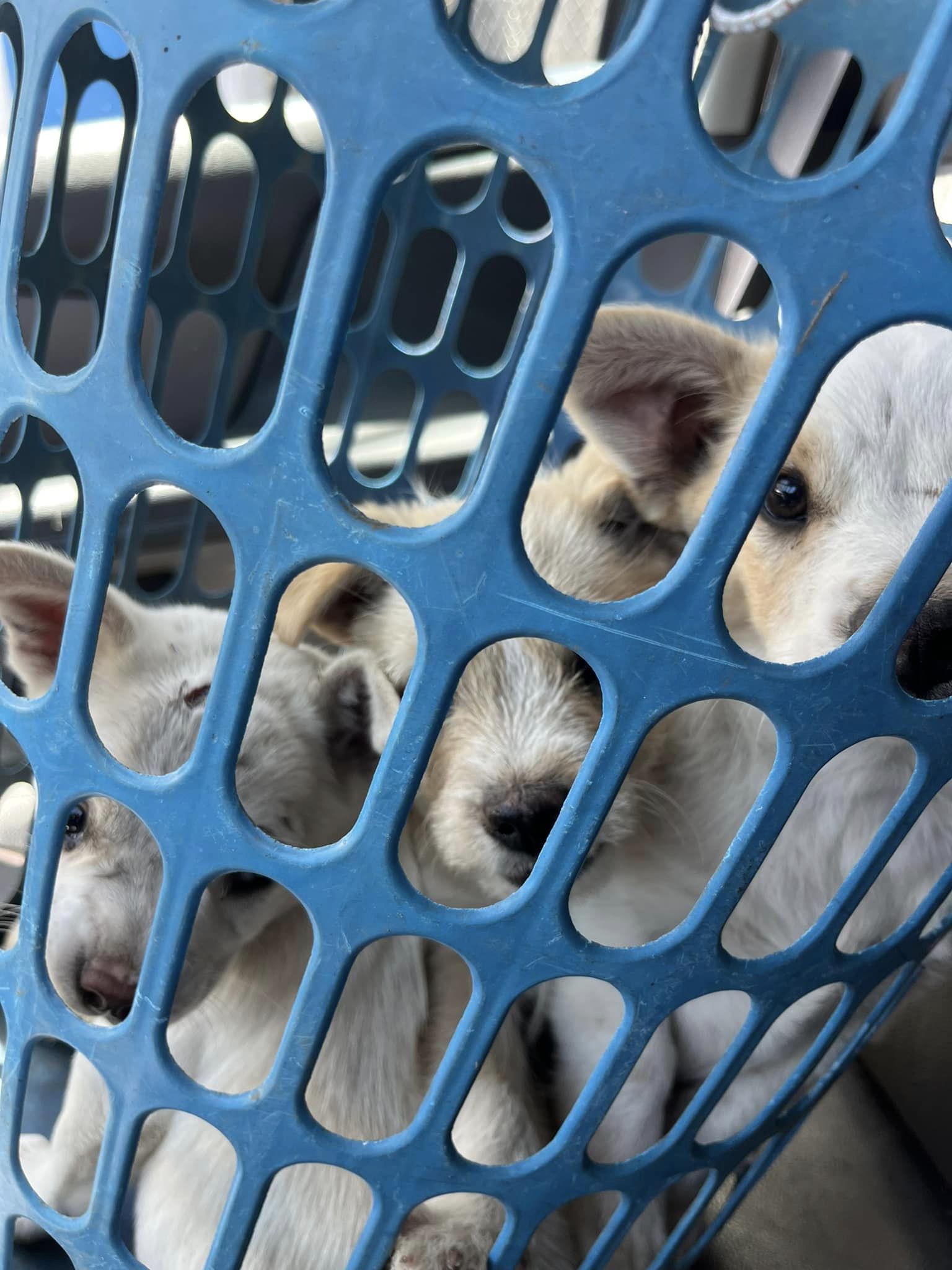 cachorros en canasta