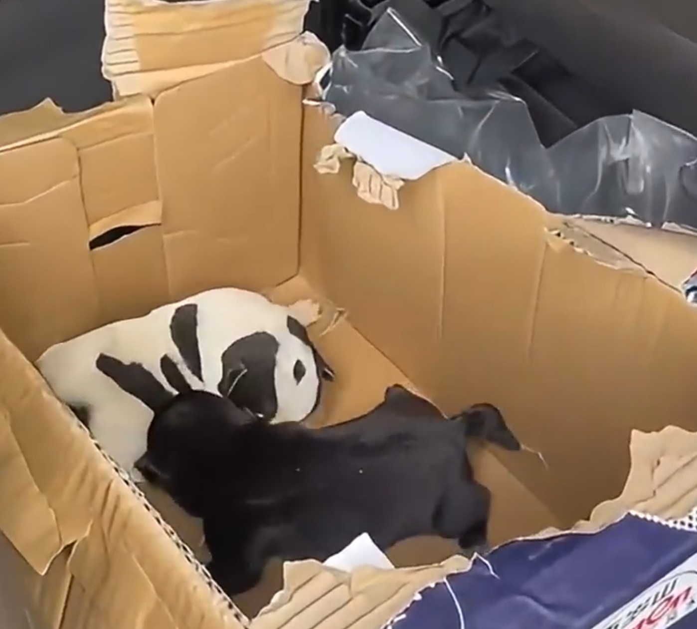 puppies in the cardbox