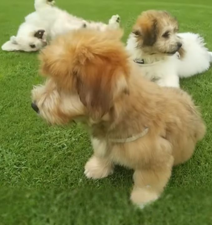 puppies lying on grass
