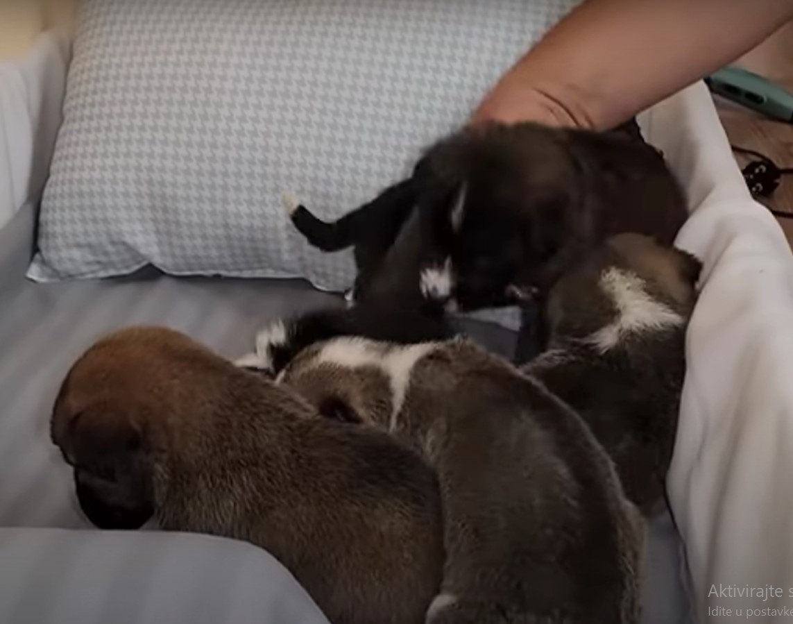 puppies on bed