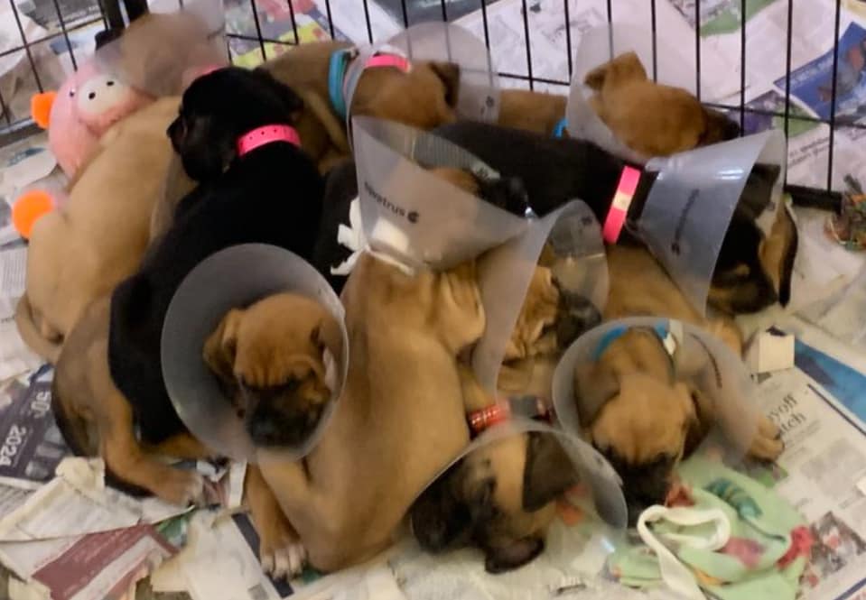 puppies wearing cones