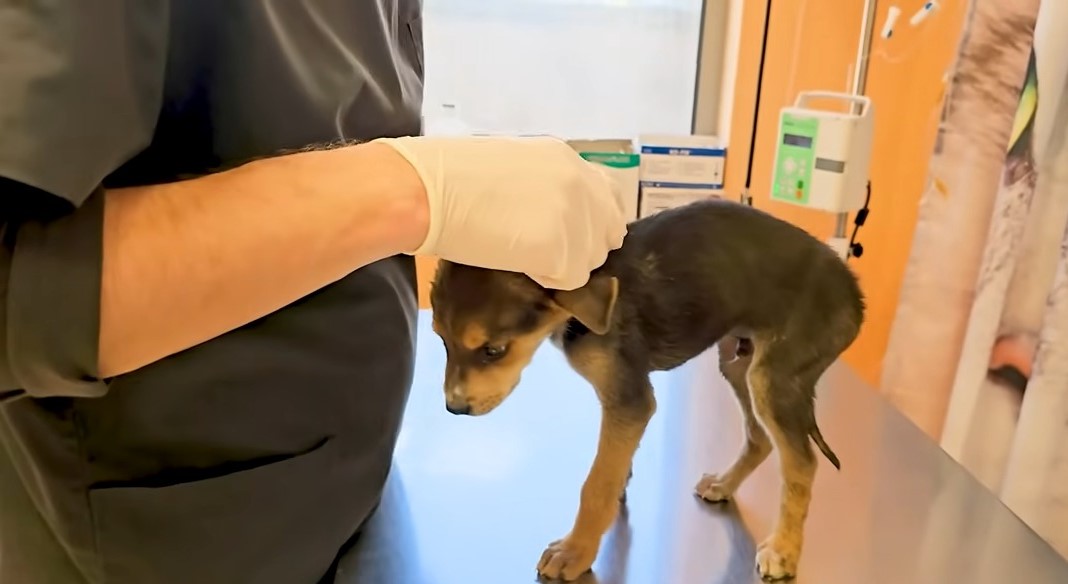 puppy at veterinarian