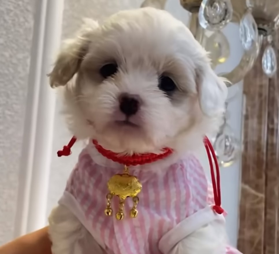 puppy dressed up