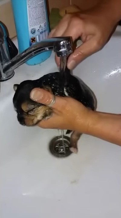 puppy getting cleaned