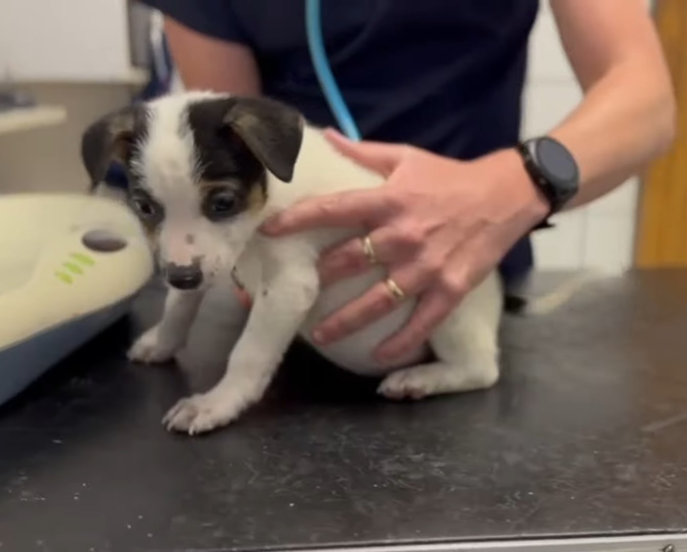 puppy getting examined