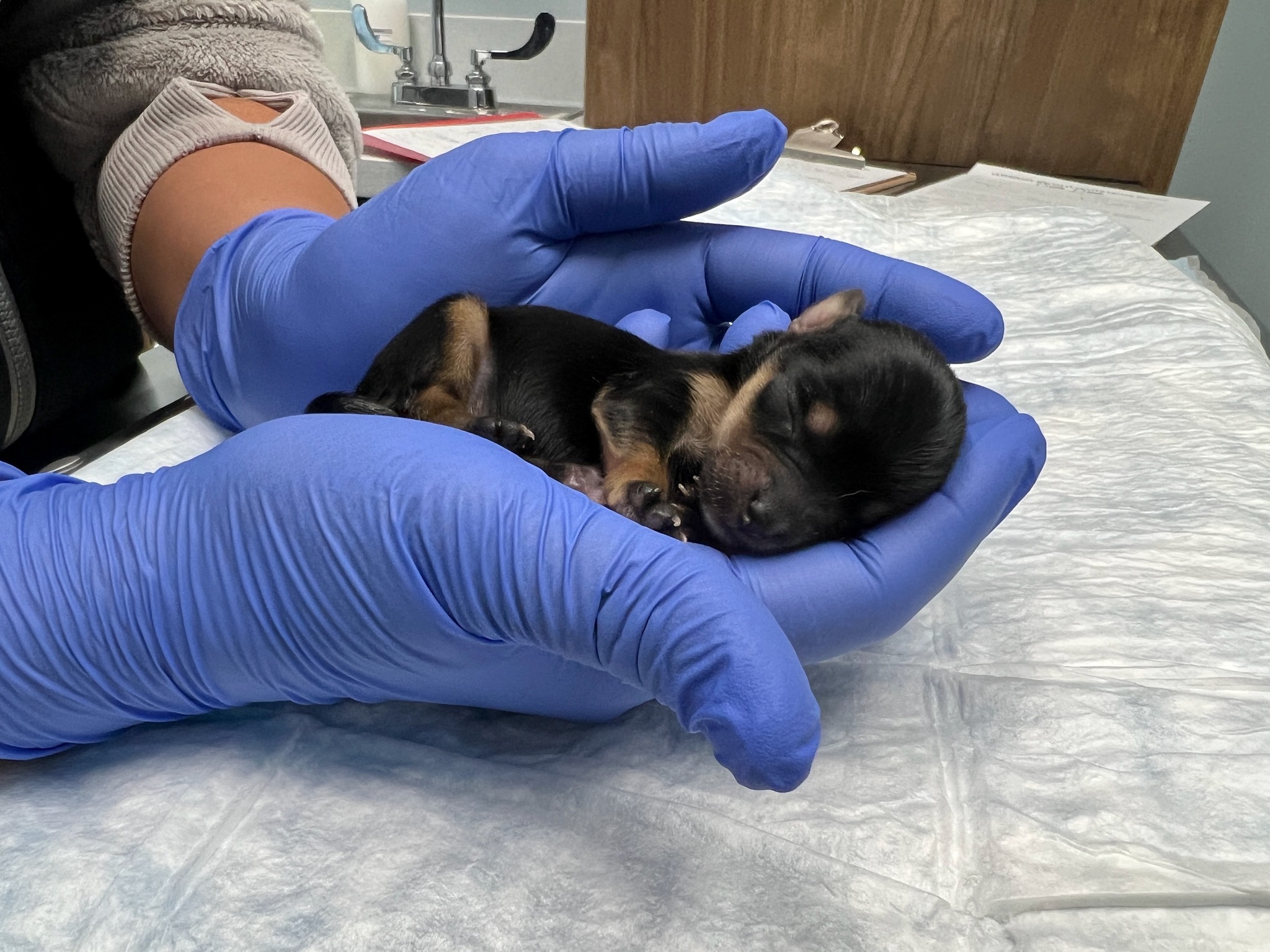 puppy held in hands