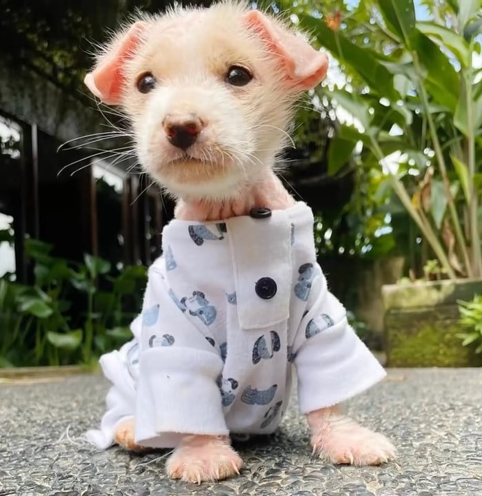 puppy in clothes