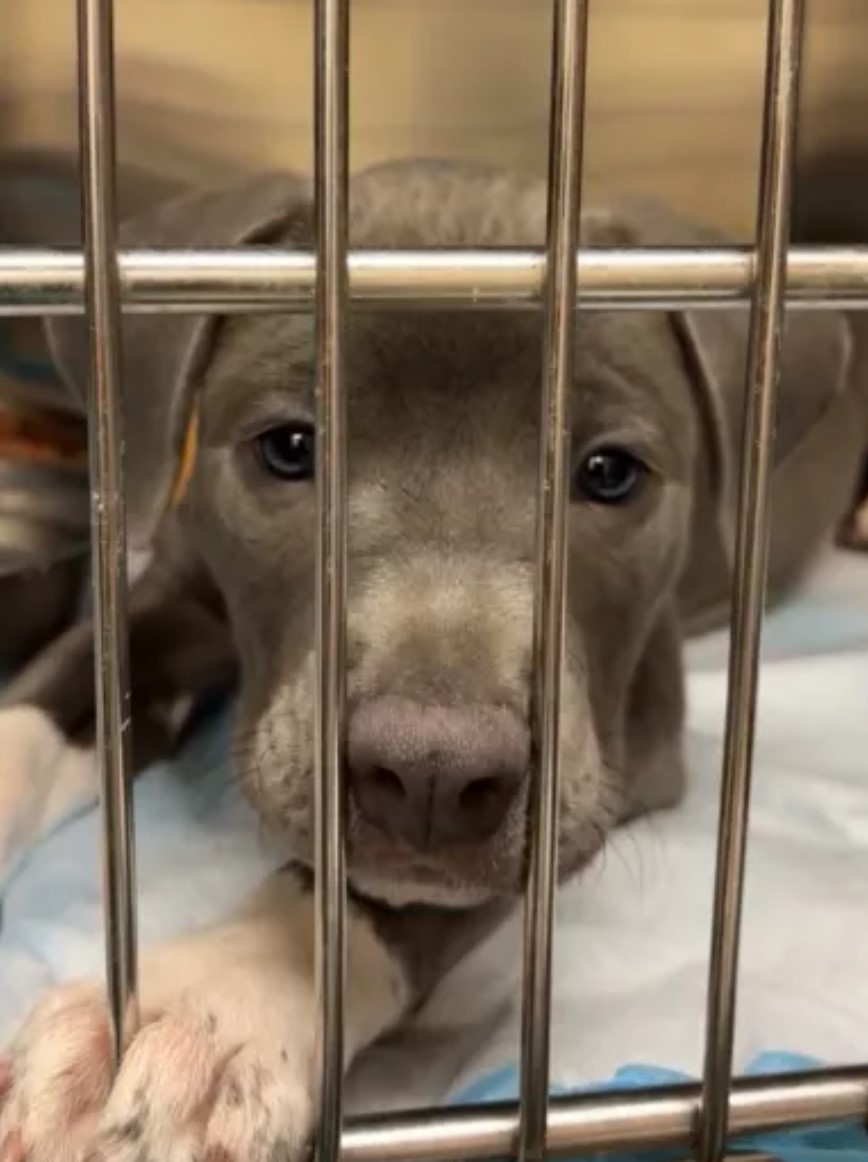 puppy in vet clinic