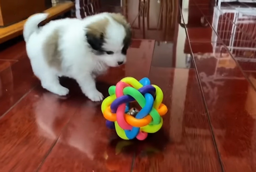 puppy looking at a toy