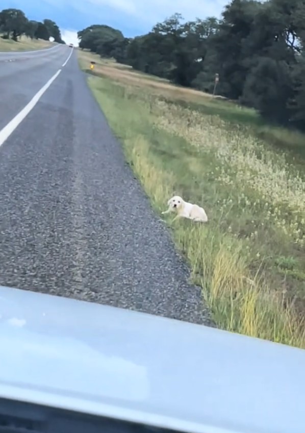 puppy lying by the road