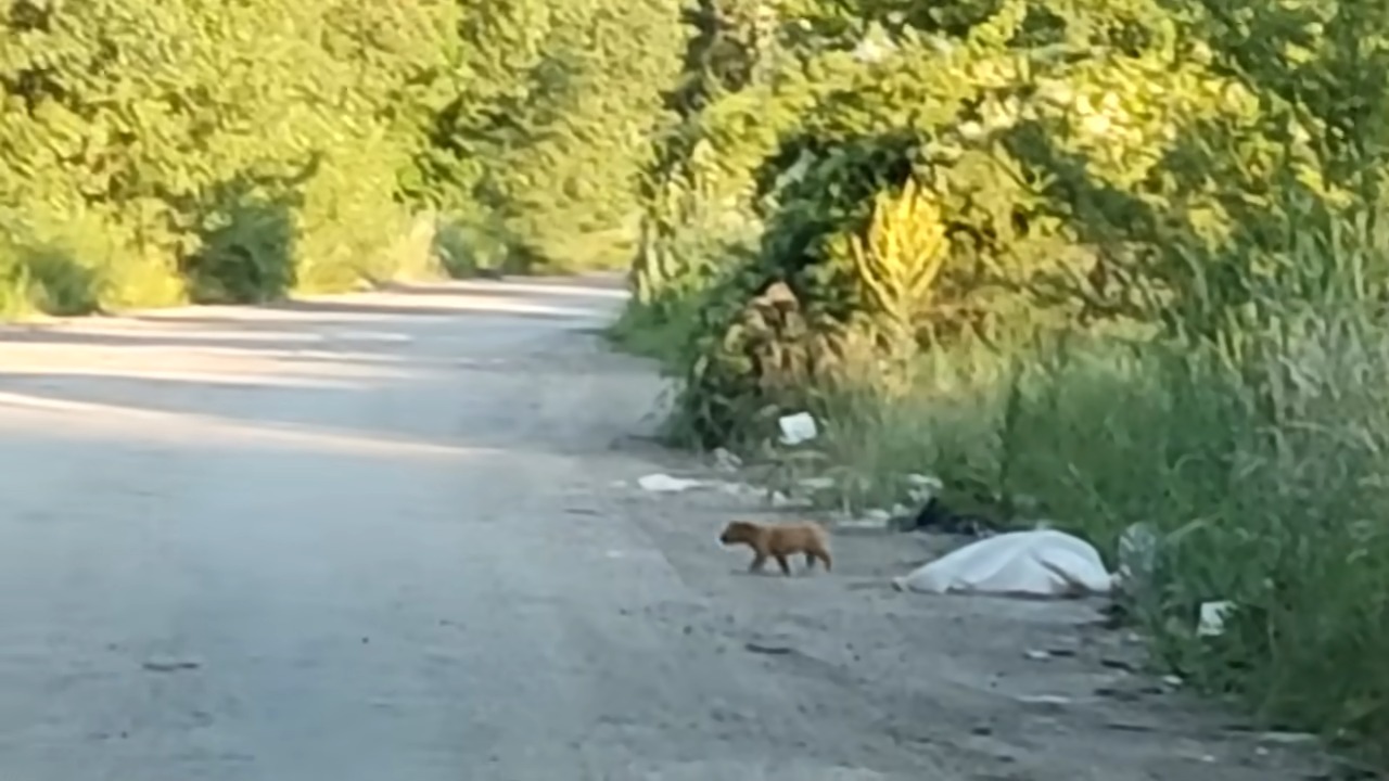 puppy on the road