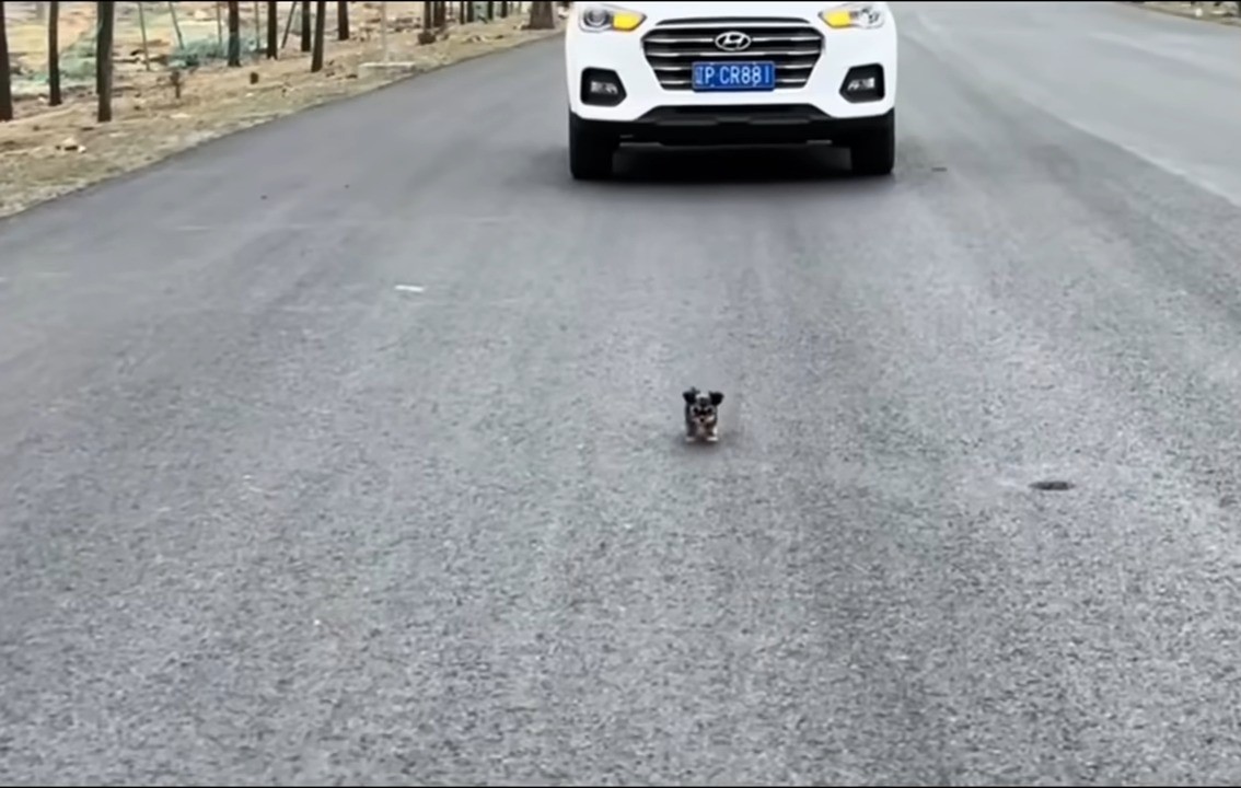 puppy on the road