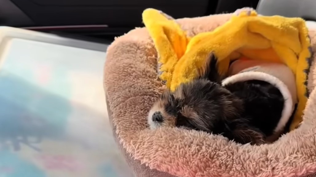 puppy sleeping in dog bed