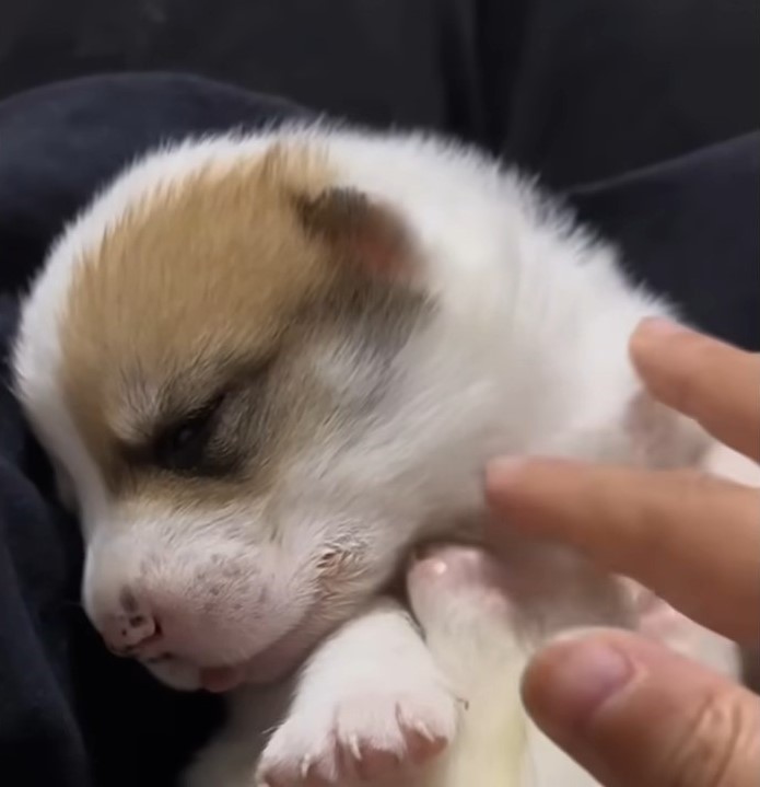 puppy sleeps in hand