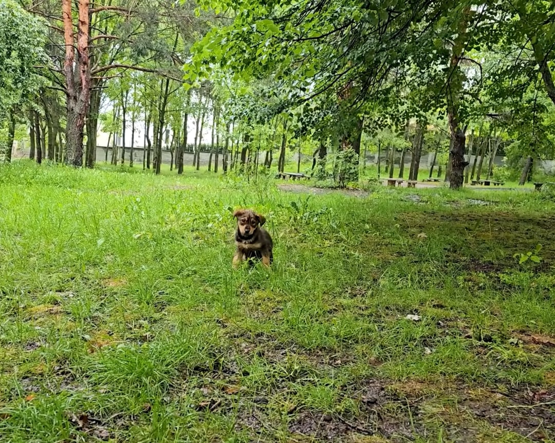 puppy walking in grass