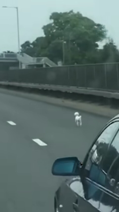 puppy walking on the road in front of the car