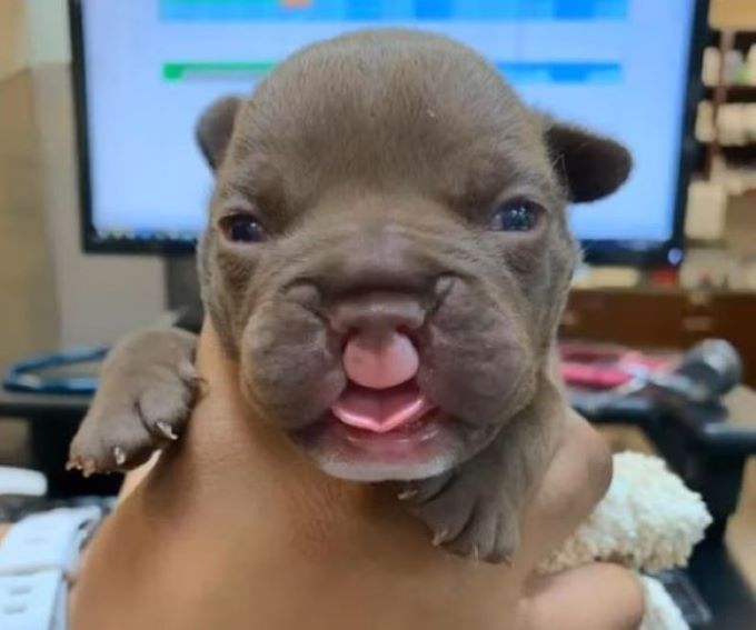 puppy with a cleft lip