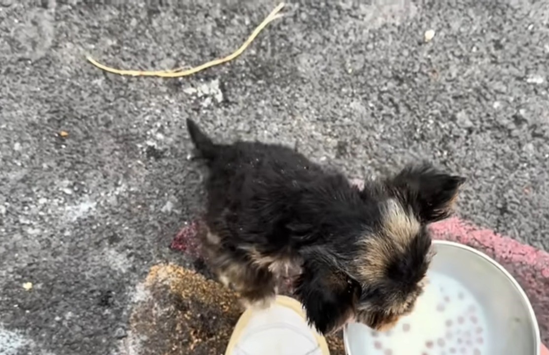 rescued puppy eating