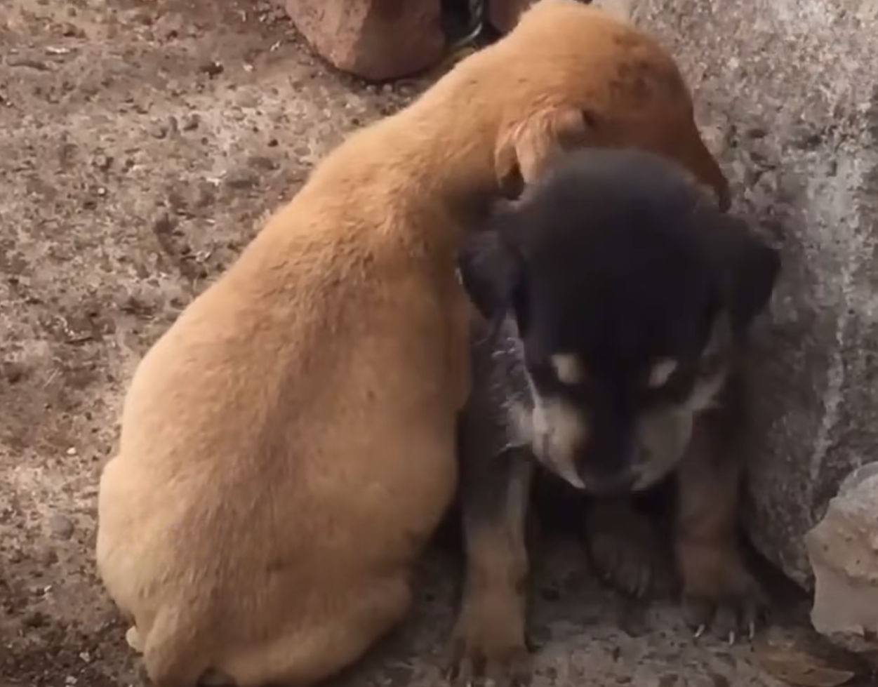 scared puppies outdoor