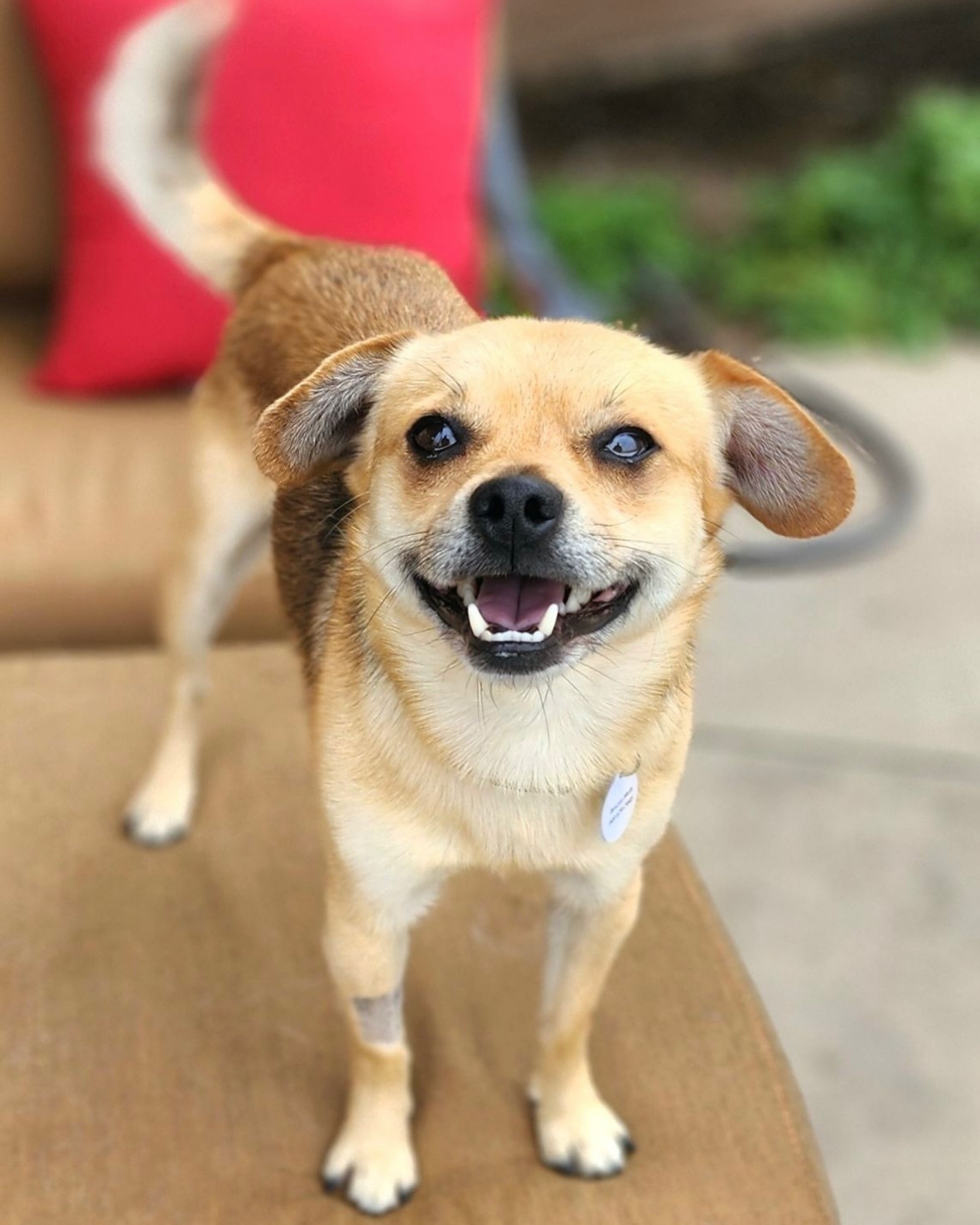 smiling dog posing