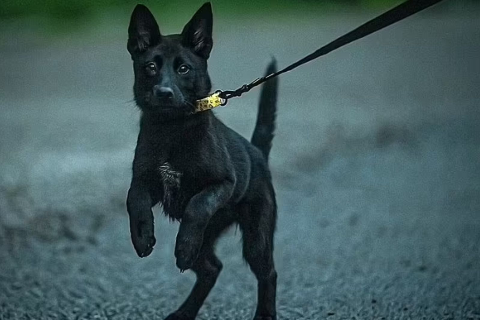 sweet dog on a leash