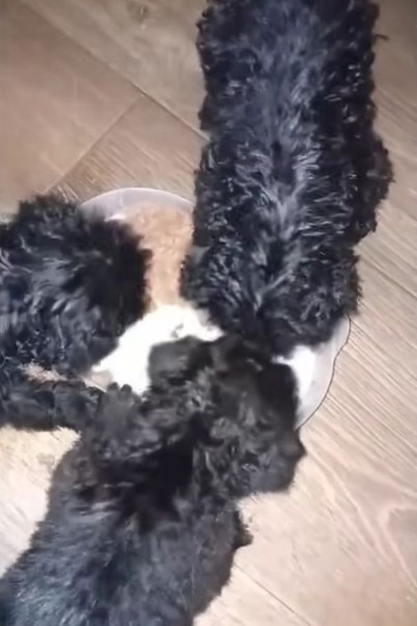 three puppies eating