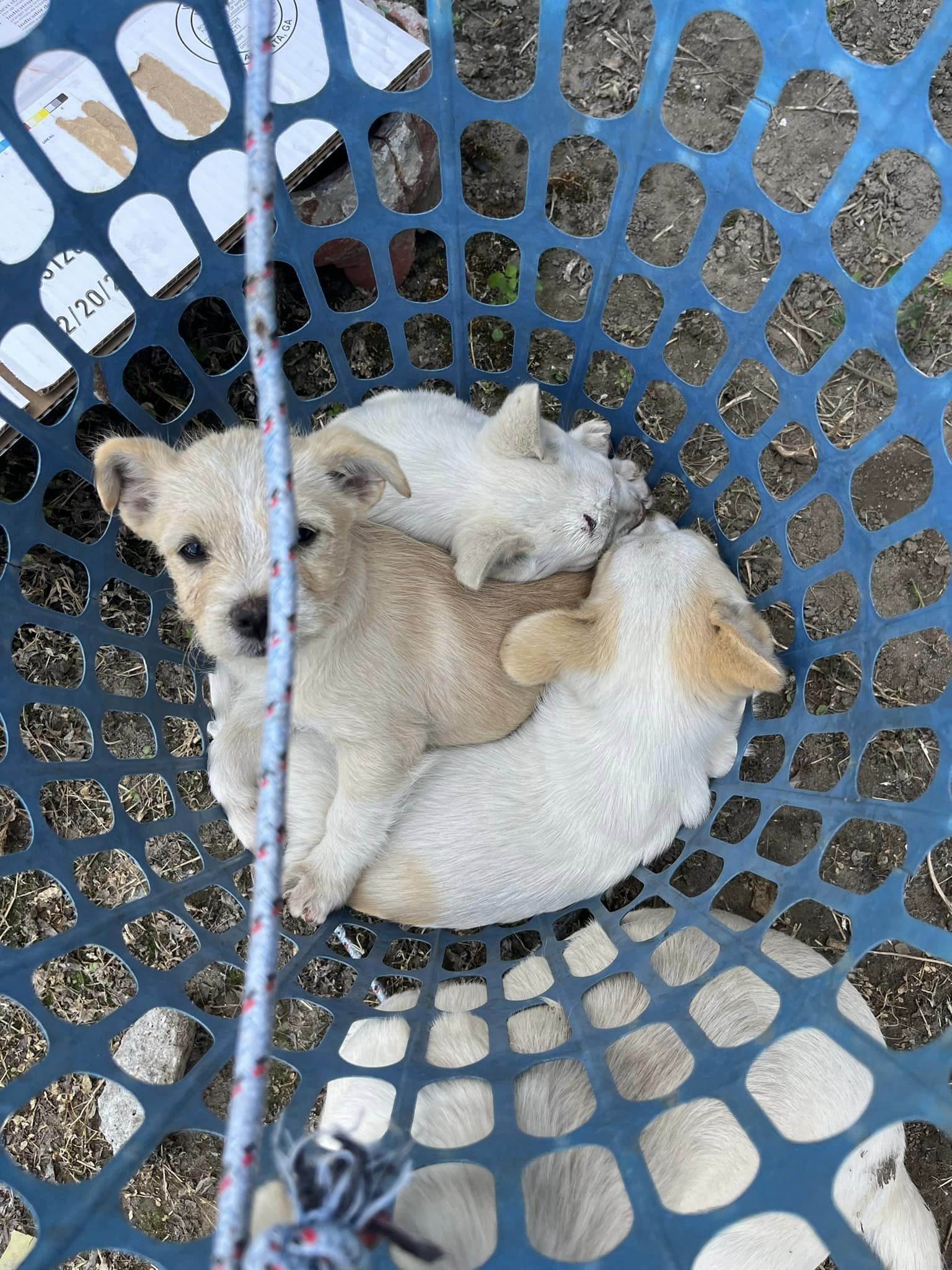 tres cachorros en canasta