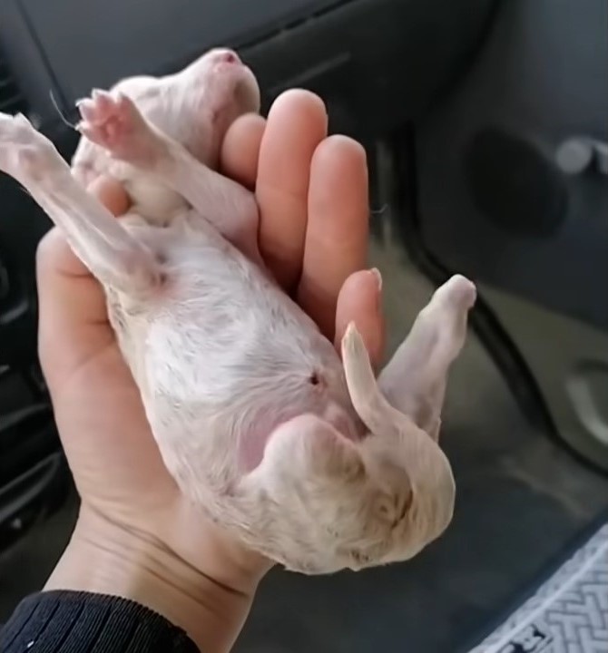 tiny newborn puppy