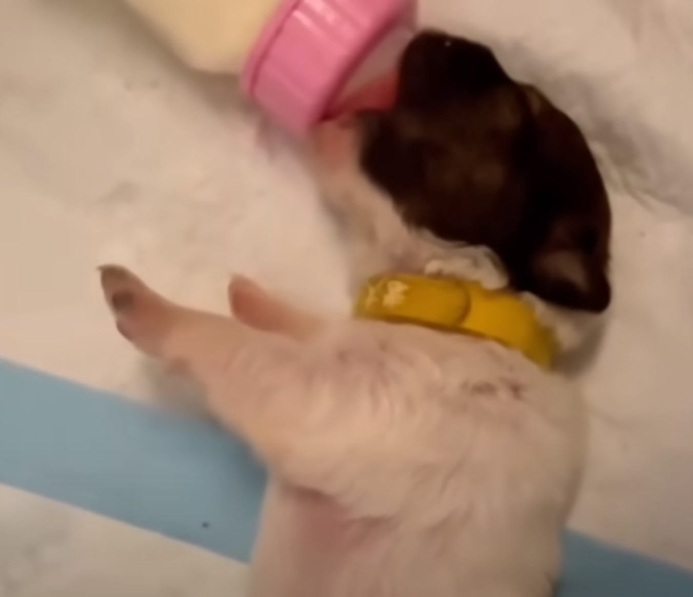 tiny puppy bottle fed