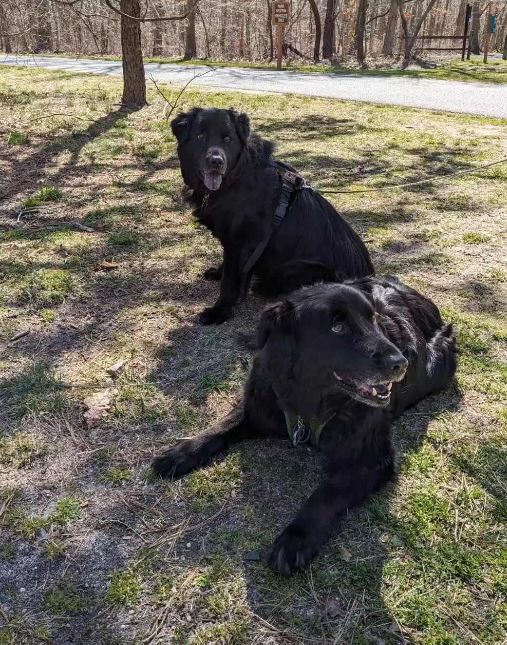 two black dogs in the park
